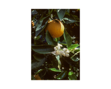 Load image into Gallery viewer, Sweet Orange Essential Oil | Nativilis Natural Essential Oils
