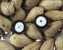 Load image into Gallery viewer, Nativilis Murumuru Butter | Nativilis Natural Essential Oils

