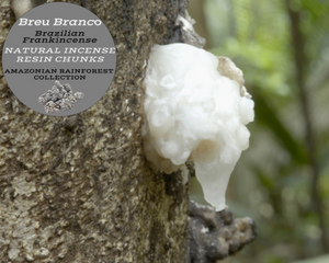 Nativilis Brazilian Frankincense - AMAZONIAN BREU BRANCO NATURAL INCENSE RESIN CHUNKS - Protium heptaphyllum - Shamanic traditional healing practices accompanying prayer - sacred purposes - Ayahuasca ceremony practitioners - Copaiba