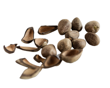 Load image into Gallery viewer, Nativilis Murumuru Butter | Nativilis Natural Essential Oils
