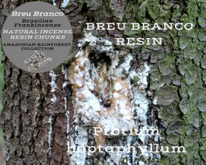Nativilis Brazilian Frankincense - AMAZONIAN BREU BRANCO NATURAL INCENSE RESIN CHUNKS - Protium heptaphyllum - Shamanic traditional healing practices accompanying prayer - sacred purposes - Ayahuasca ceremony practitioners - Copaiba