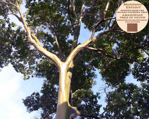Nativilis MULATEIRO EXTRACT POWDER FROM THE SACRED CAPIRONA TREE- Calycophyllum spruceanum - AMAZONIAN TREE OF YOUTH - Skin and Hair Care - Anti-aging - Antifungal - Wound-healing properties - Copaiba