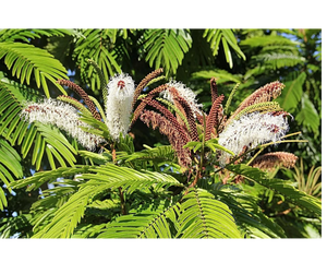 Nativilis TRIPLE Virgin Amazonian Rainforest Bio Oil - ANDIROBA - BACURI – PRACAXI - enriched 03 vegetable oils concentrated active efficacy treatment prevention cellulitis - Copaiba