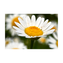 Load image into Gallery viewer, Nativilis Chamomile Essential Oil - Roman (Anthemis nobilis) - 100% Natural - 10ml - (GC/MS Tested) - Plant
