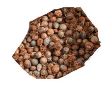 Load image into Gallery viewer, Nativilis Murumuru Butter | Nativilis Natural Essential Oils
