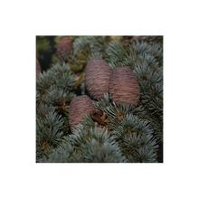 Load image into Gallery viewer, Nativilis Cedarwood Essential Oil (Cedrus atlantica) - 100% Natural - 10ml - (GC/MS Tested) - Plant
