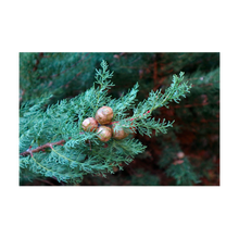 Load image into Gallery viewer, Nativilis Spruce Essential Oil (Tsuga canadensis) - 100% Natural - 10ml - (GC/MS Tested) - Plant
