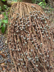 Nativilis Virgin Pataua Oil (Oenocarpus bataua) 
