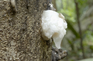 Nativilis Brazilian Frankincense | Nativilis Natural Essential Oils